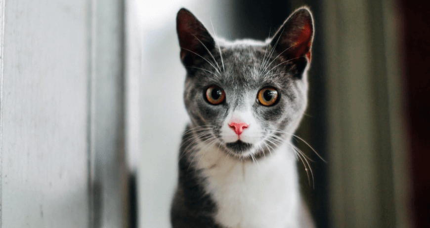 NIkolas Chartreux Cat