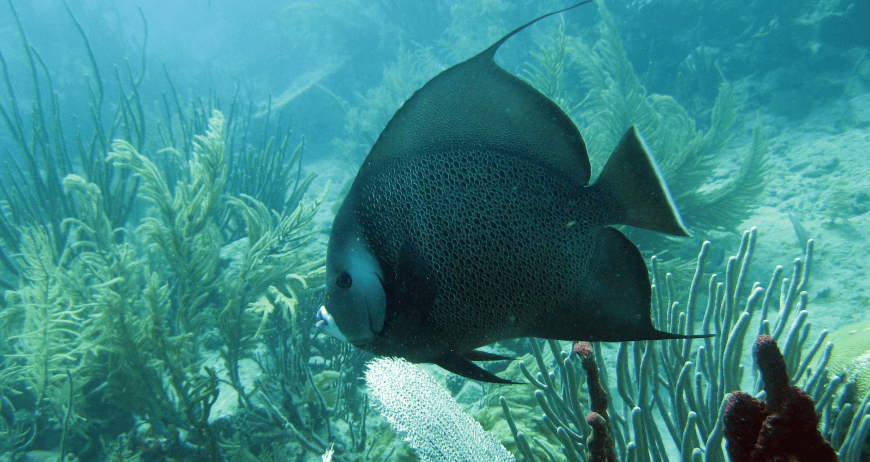 Gray Angel Fish