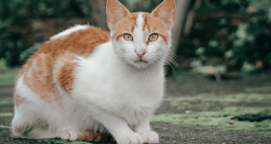 Rambo Cat